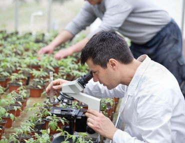 Biologist in white coat sitting beside microscope in green house and researching sprouts growth. Plant protection concept